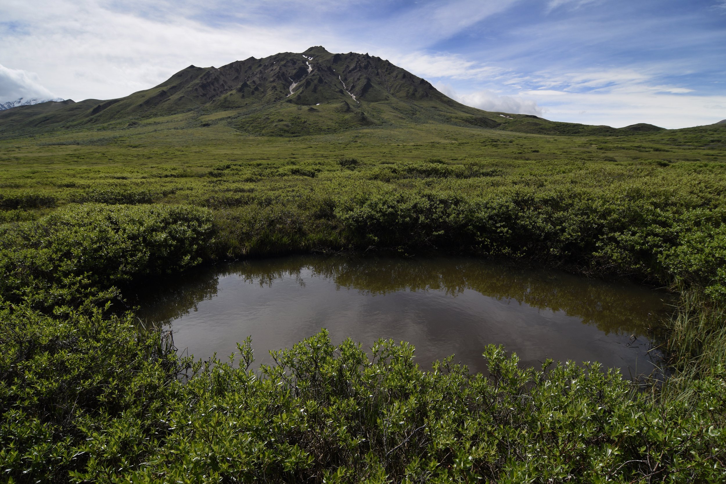 Boggy tundra landscape