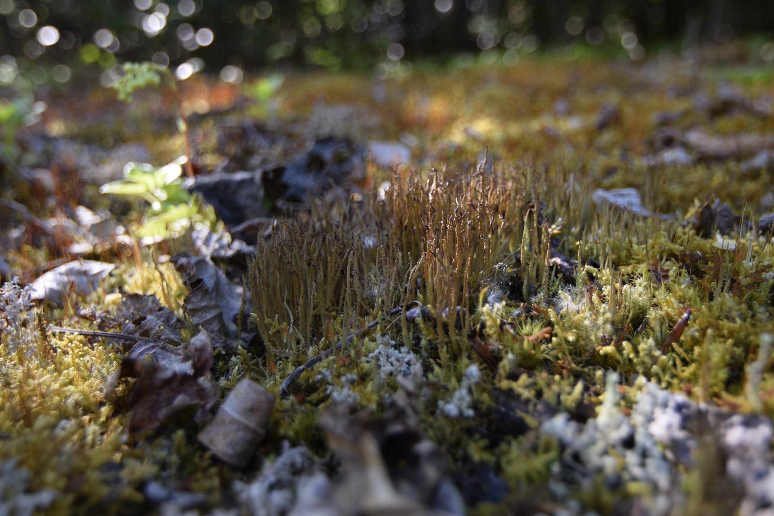 Sun dappled lichens