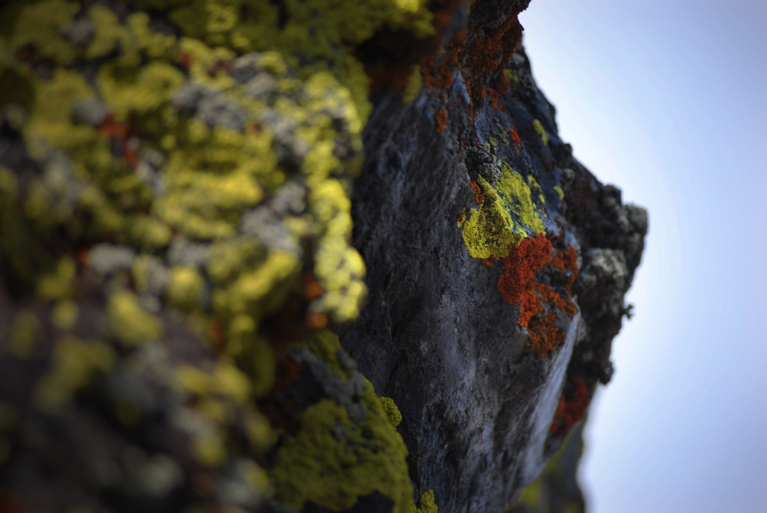 Igneous rock with lichens