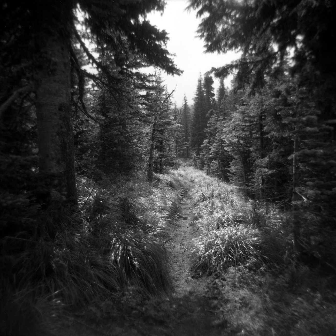 Forested path through clearing