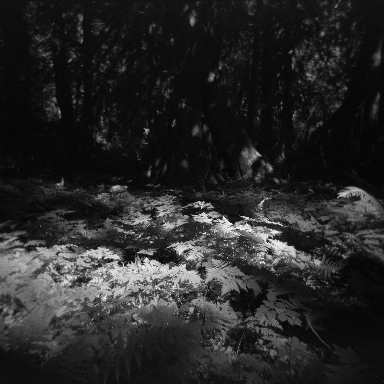 Dark forest