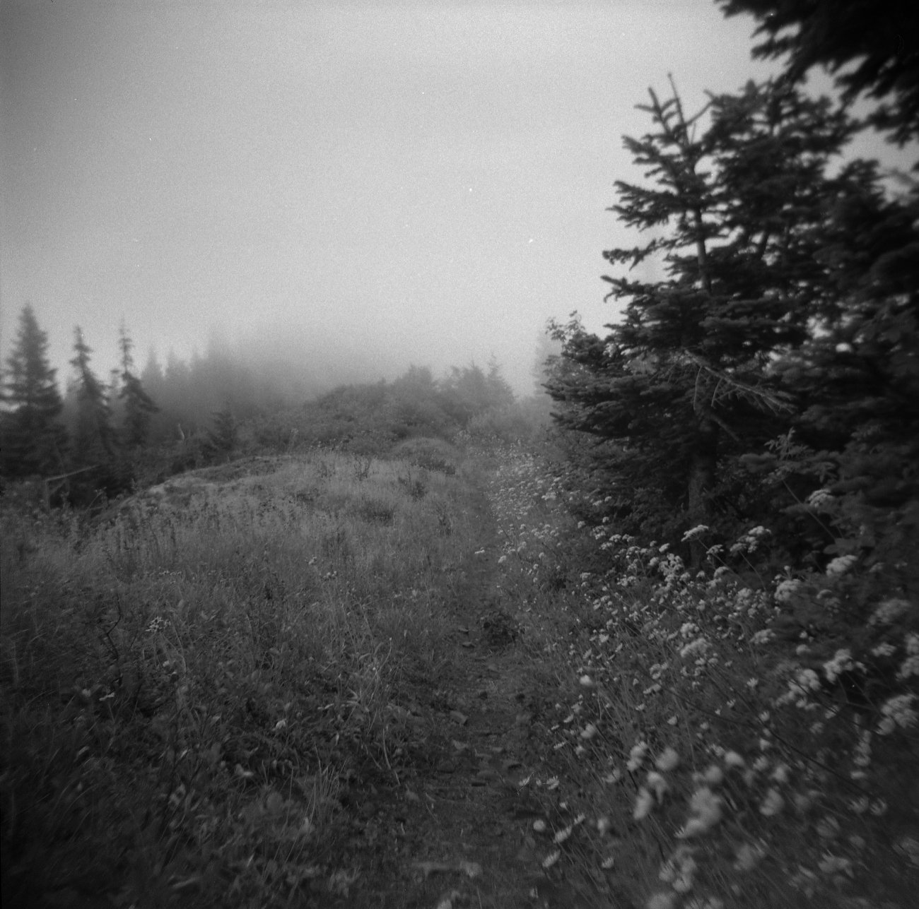 Foggy ridge with wildflowers