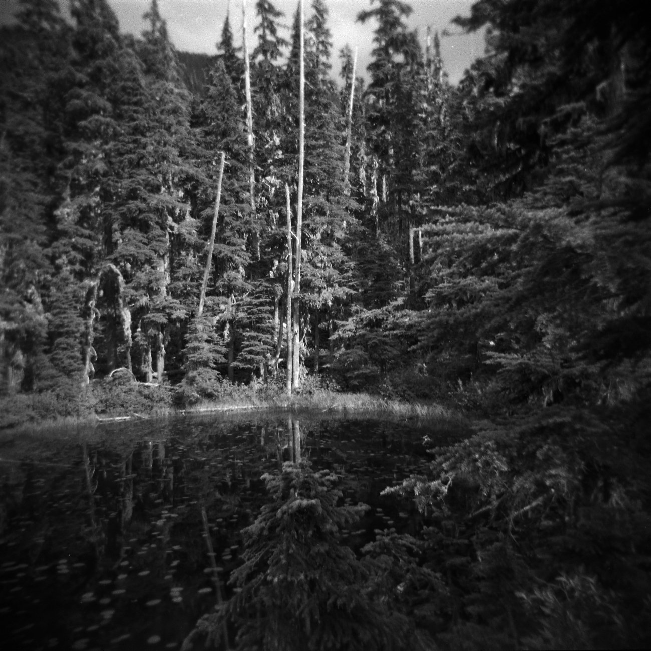 Dark lake in forest