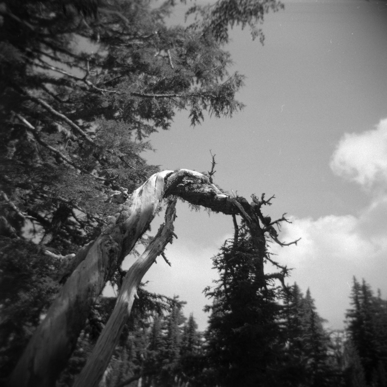 Twisted snag tree