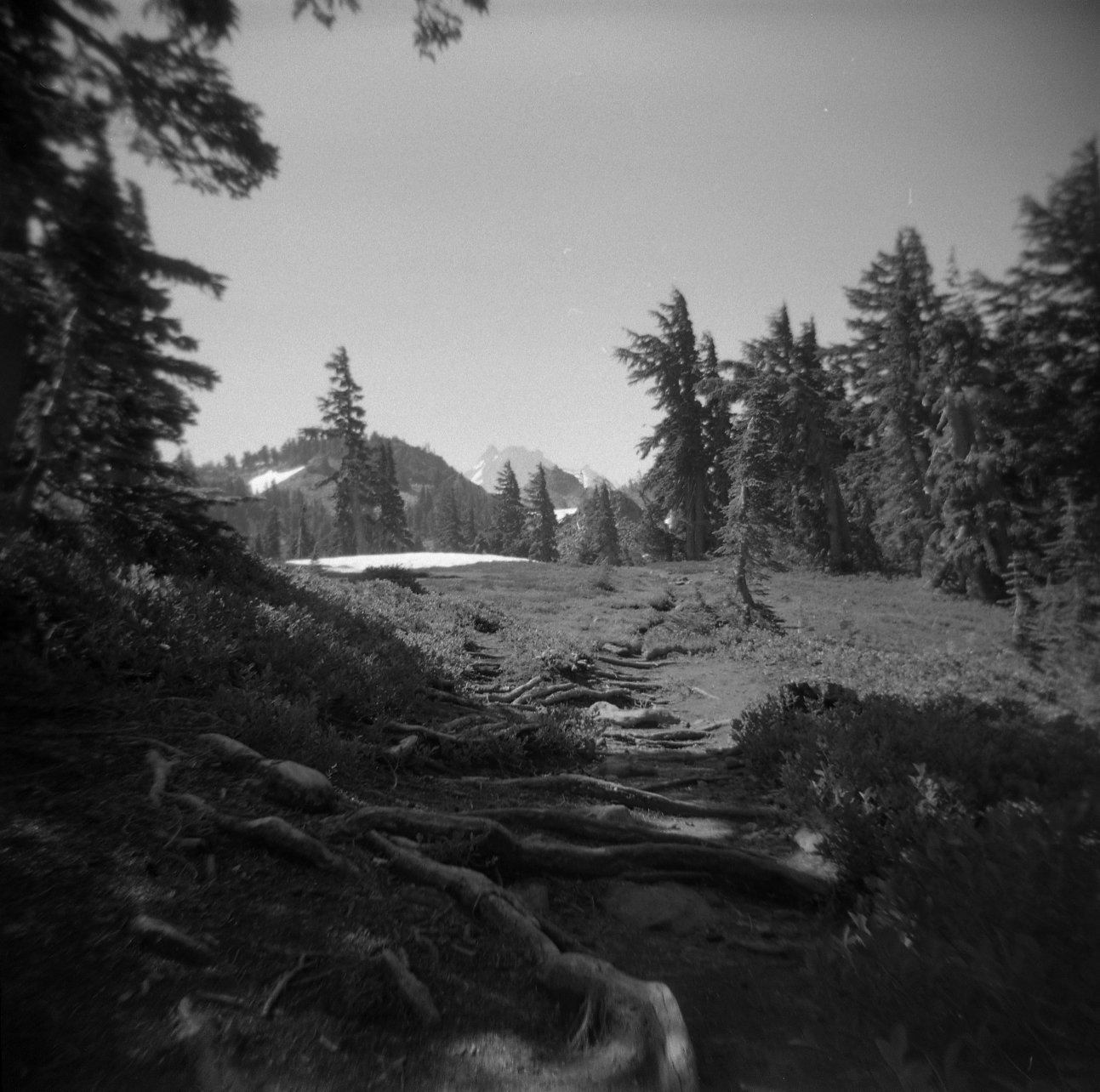 Trail with roots near Mt Jefferson