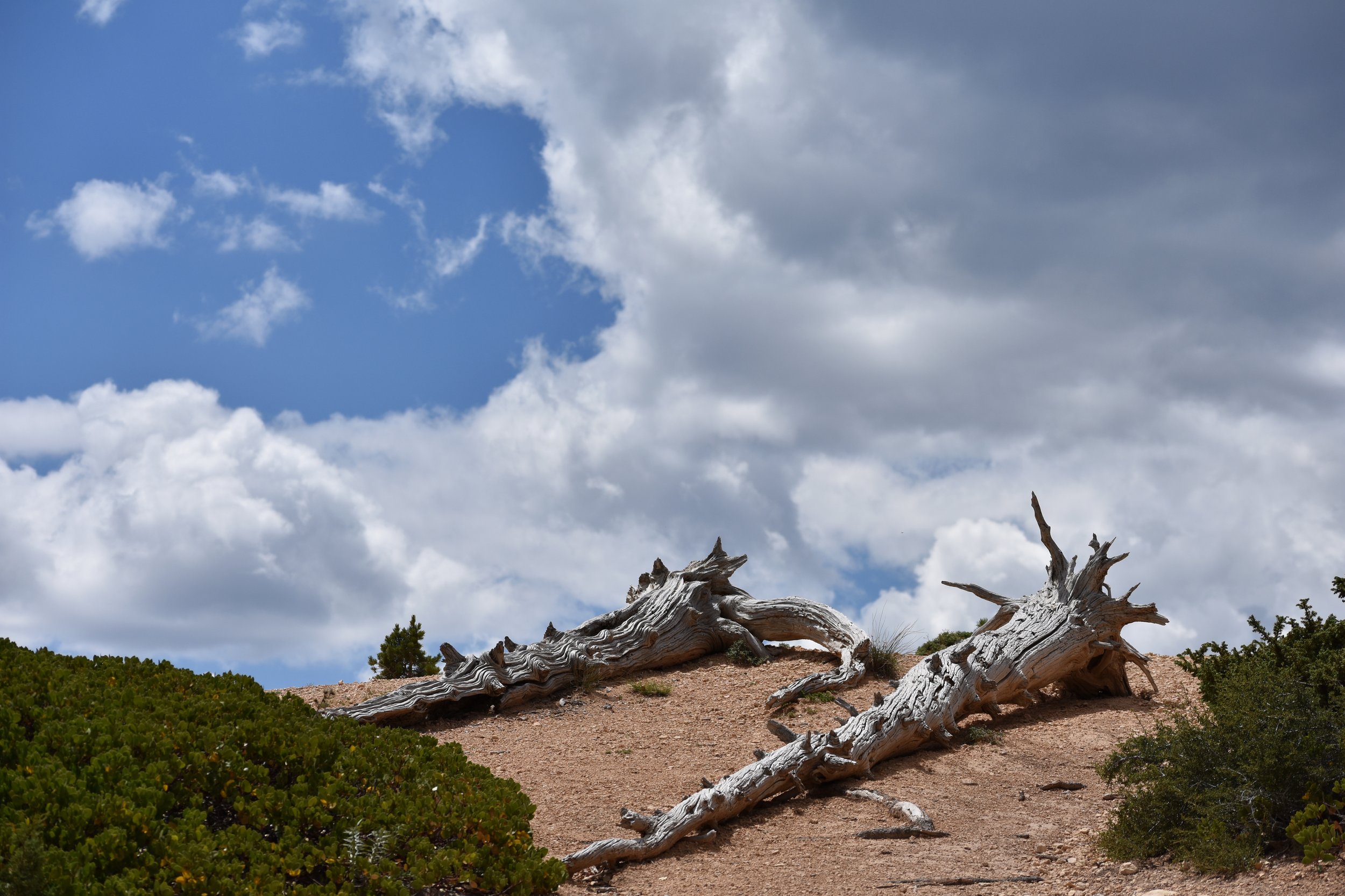 Fallen trees on cliff edge