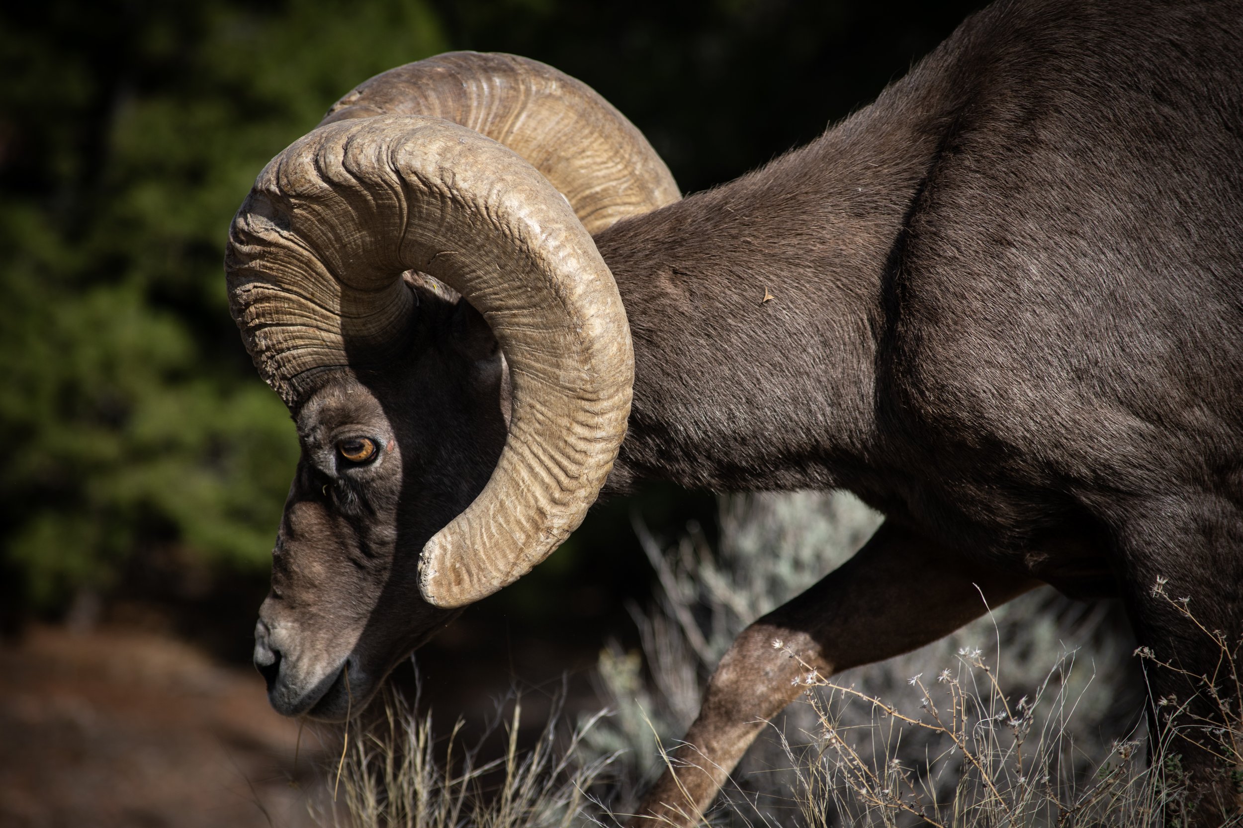 Bighorn Sheep closeup
