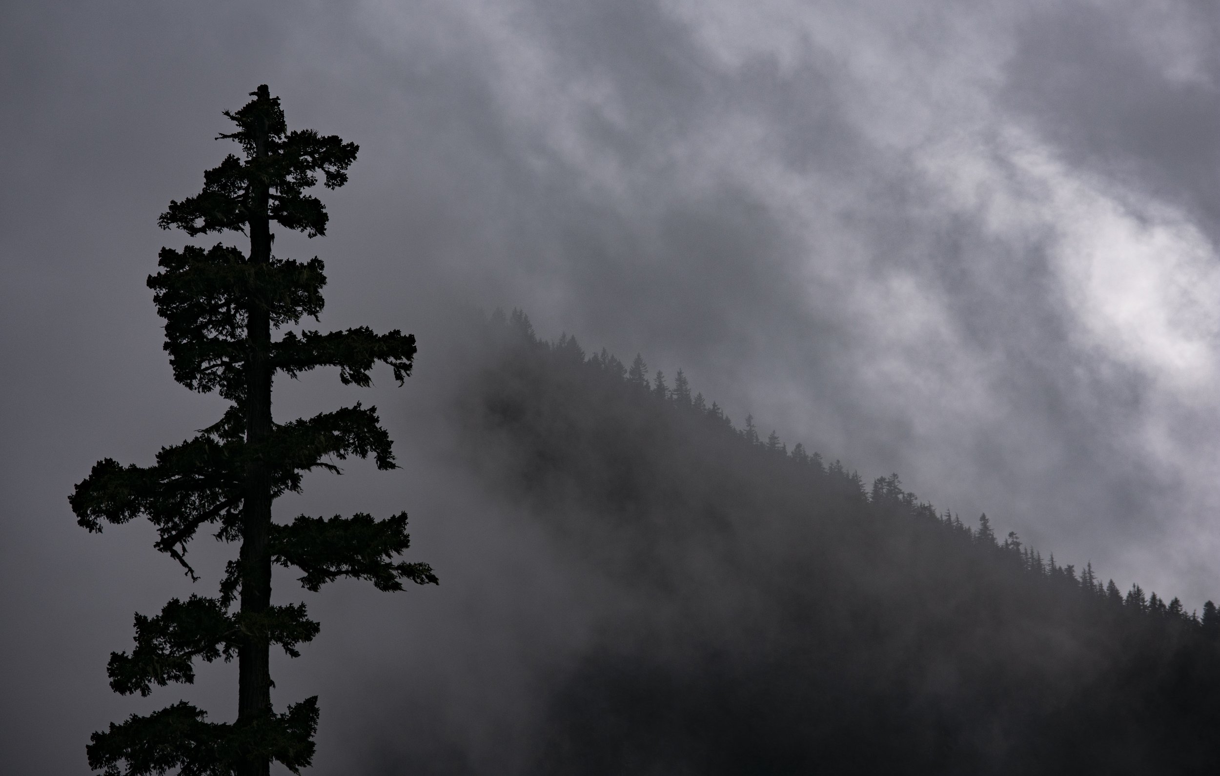 Fir tree in mist