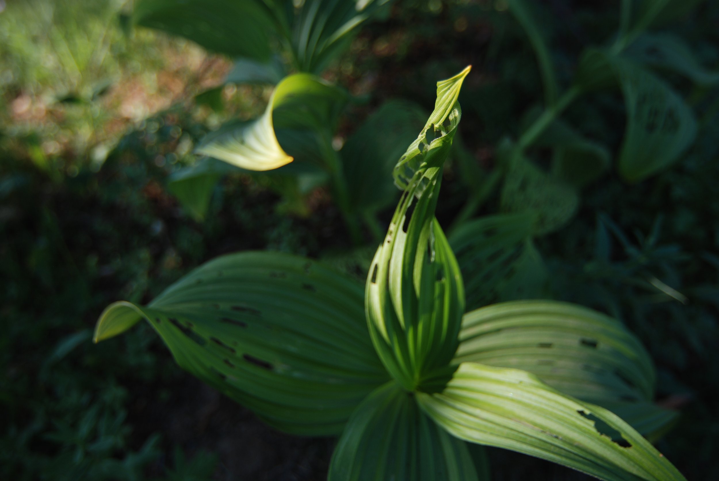 False hellebore plant