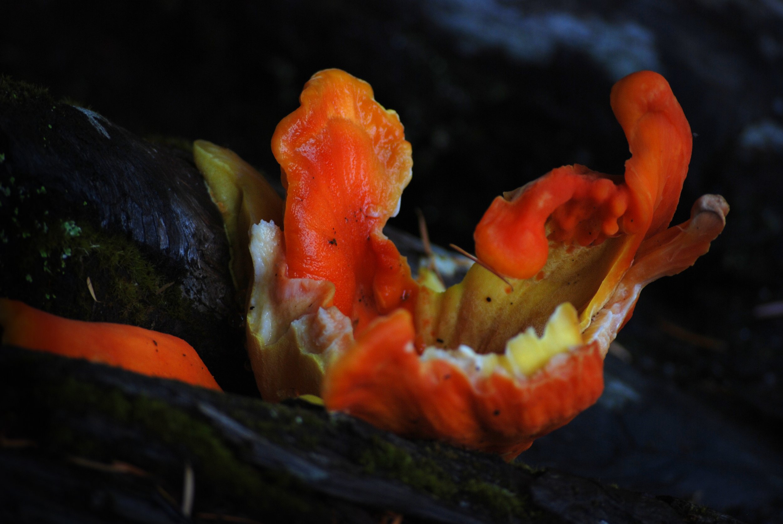Orange and yellow mushroom