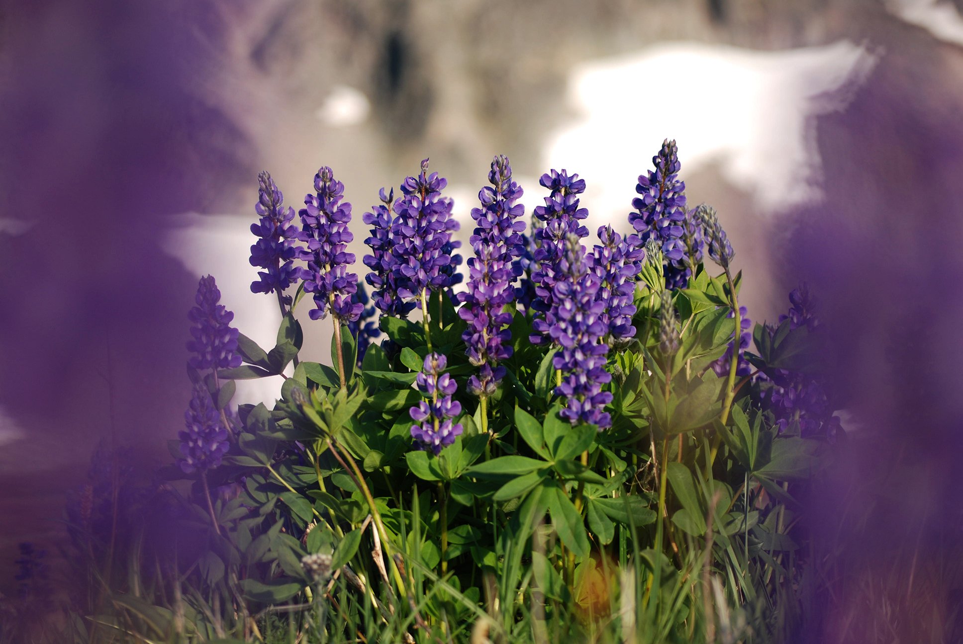 Purple lupine flowers