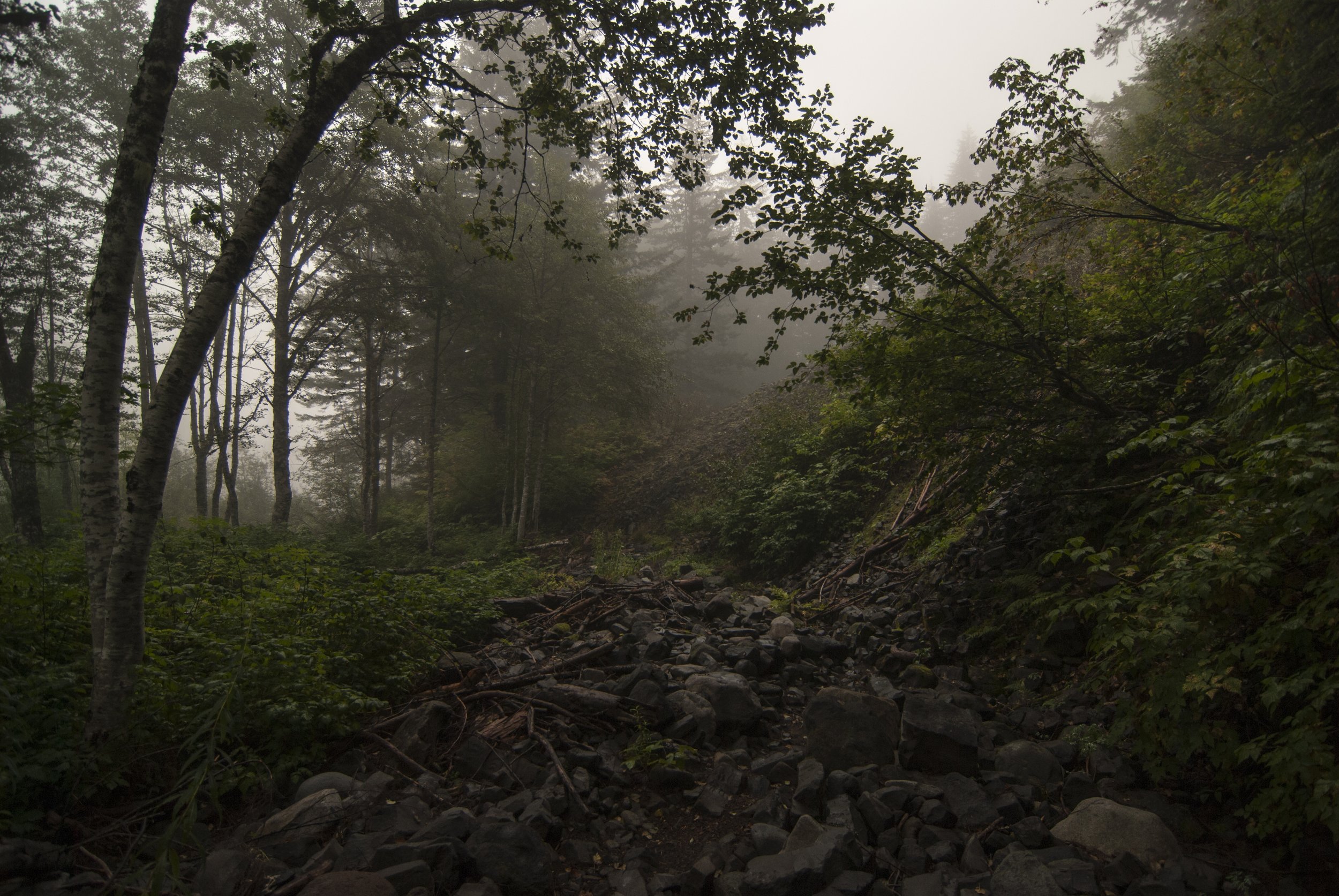 Foggy forest on Wonderland Trail
