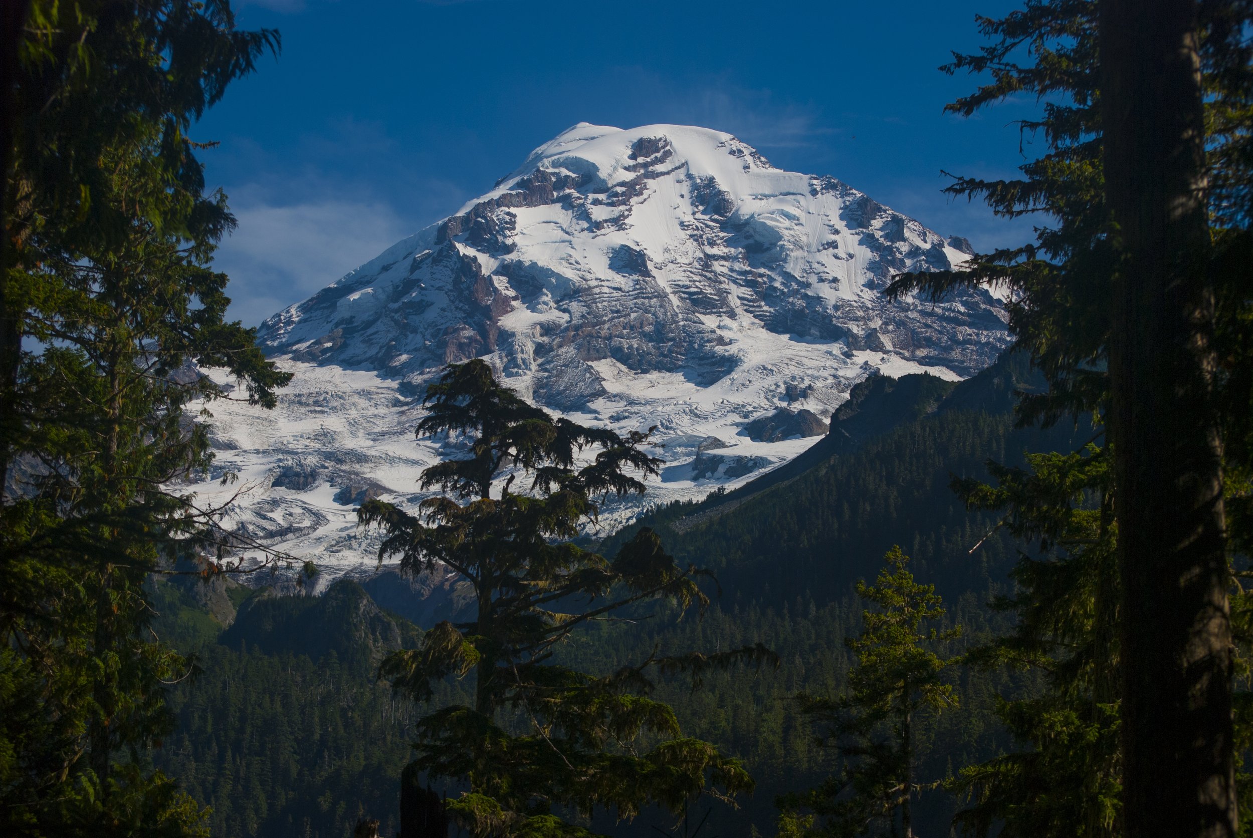 Tahoma portrait framed by trees